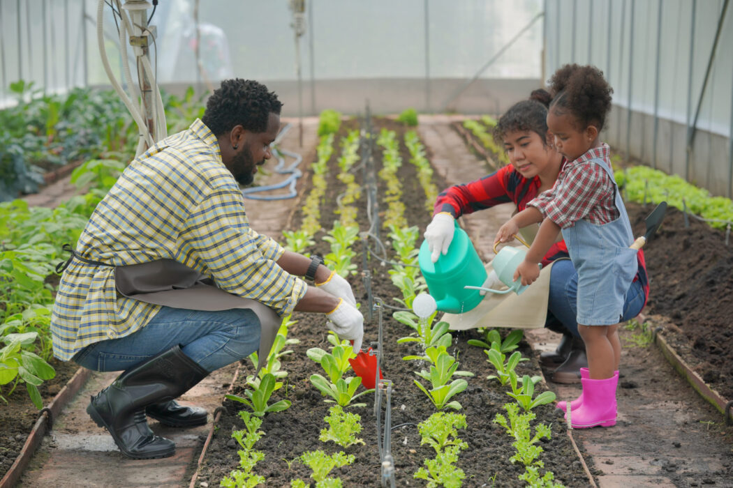 A father, mother, and daughter are planting together together in a community garden.
